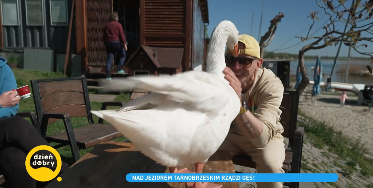 Historia gęsi Pipy i jej przyjaciela w Dzień Dobry TVN! [WIDEO]