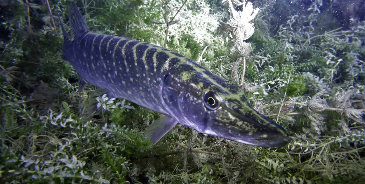 Drapieżniki trafiły do Jeziora Tarnobrzeskiego