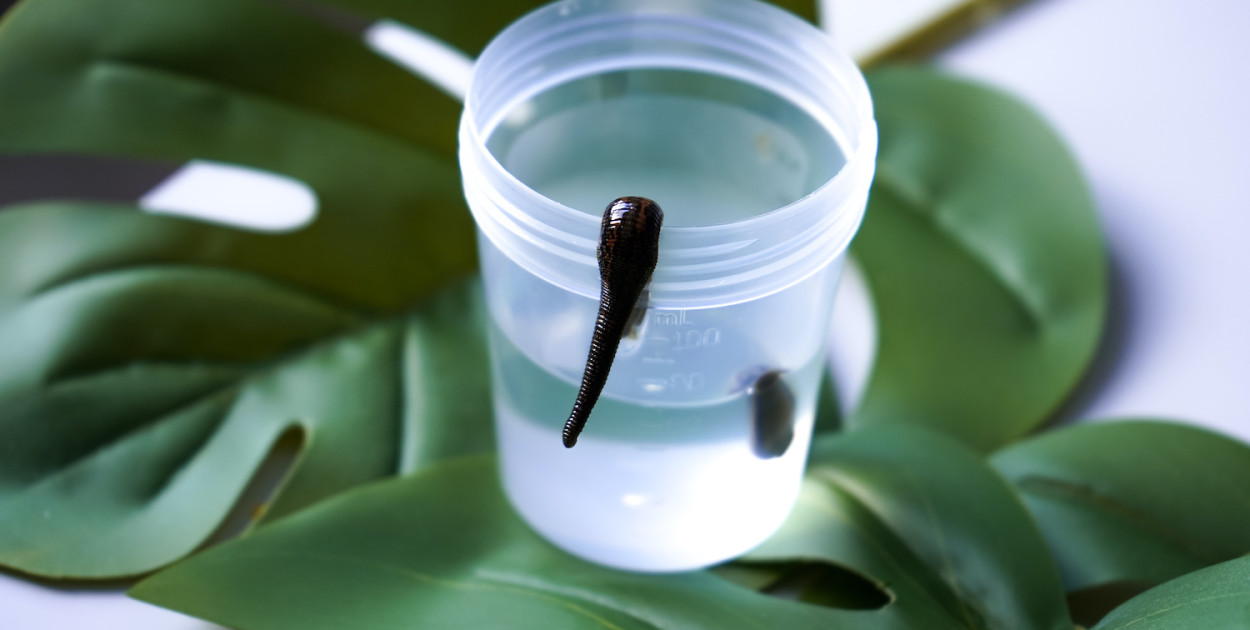 Hirudoterapia w walce z trądzikiem - przywracanie równowagi skórze naturą