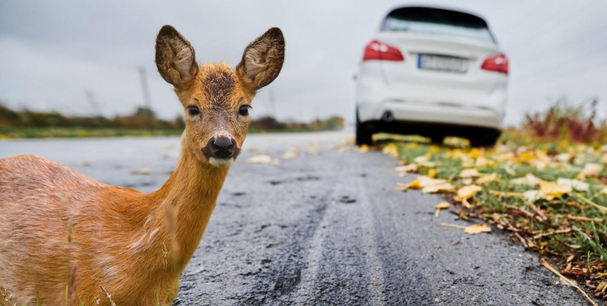 Uwaga na zwierzynę leśną. W Tarnobrzegu sarna wbiegła pod renaulta...