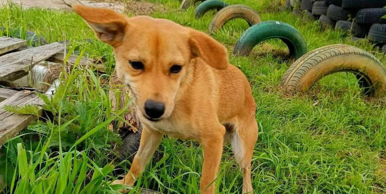 Sula, podopieczna Przytuliska na Wiśniowej  