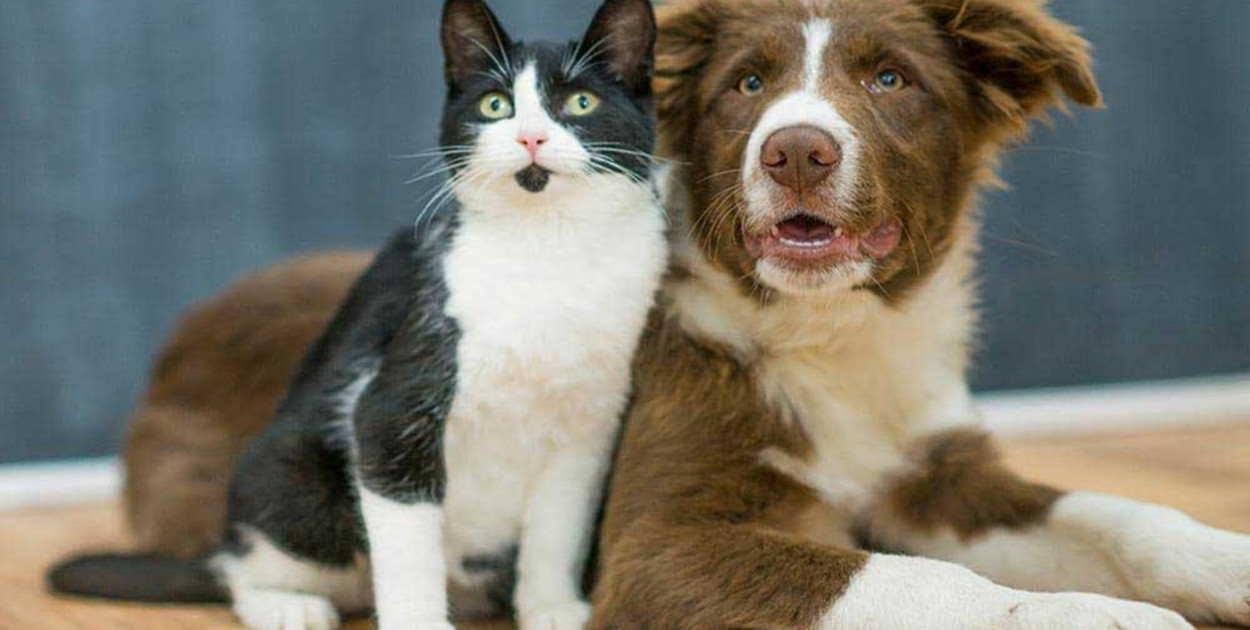 Sklep internetowy zoologiczny: poradnik wyboru najlepszego