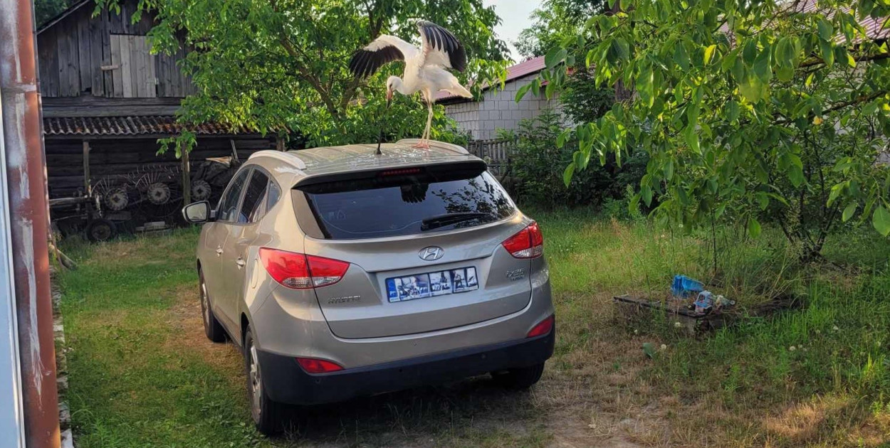 Niezwykła przygoda bociana w Jadachach w gm. Nowa Dęba [ZDJĘCIA]