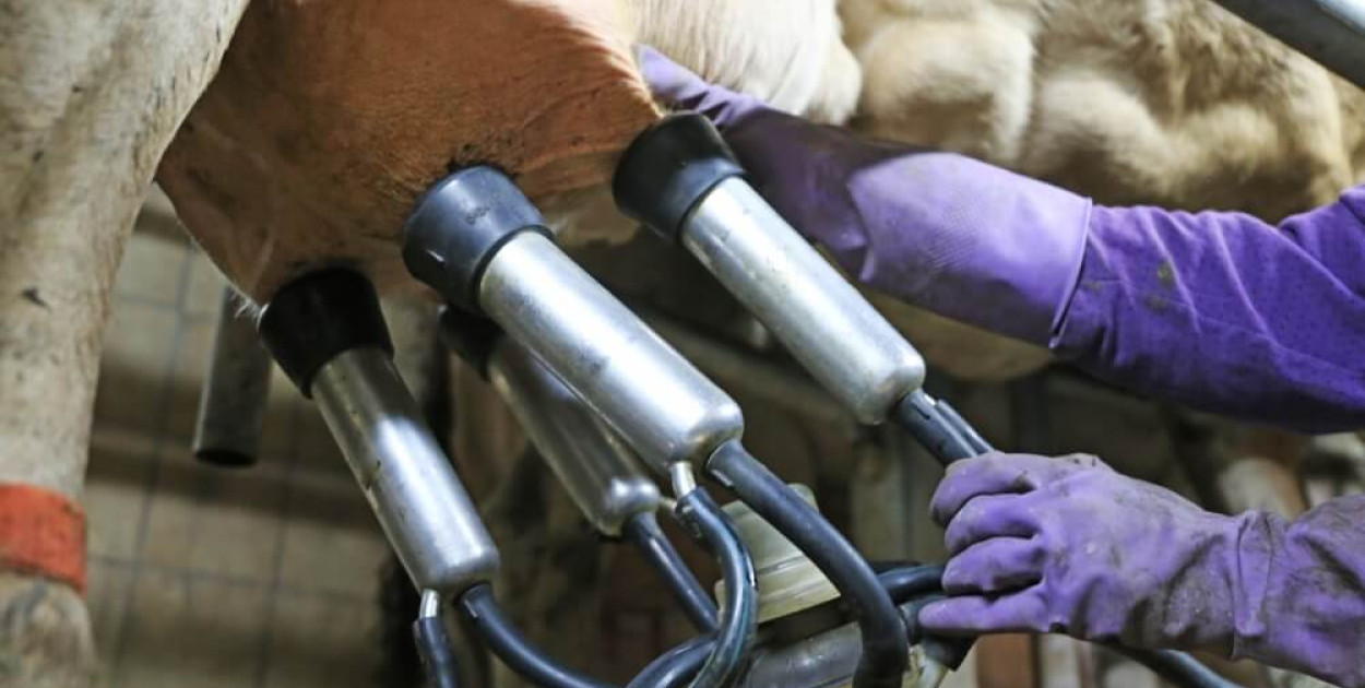 Hala udojowa rybia ość - kiedy będzie najlepszym wyborem?