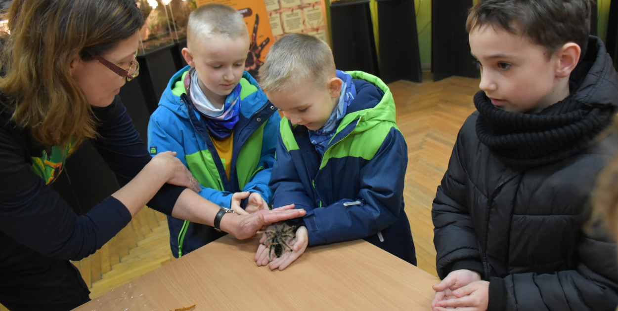 Chętni mogą wziąć  ptasznika do rąk. 