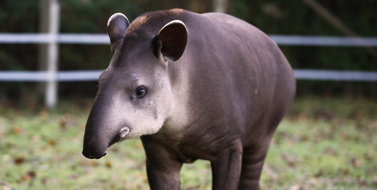 Tapir