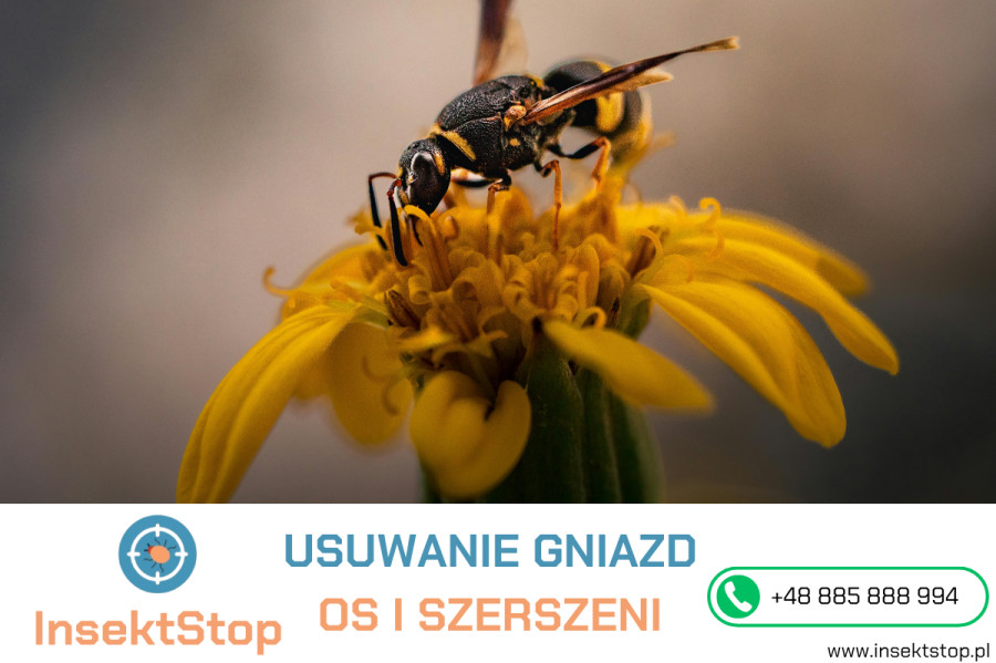 Usuwanie gniazd os i szerokich insektstop
