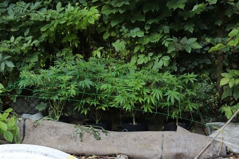 Plantacja konopi w gminie Obrazów