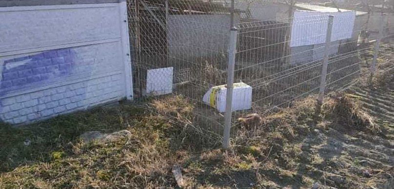 Przerzucili szczenięta w pudłach przez siatkę tarnobrzeskiego schroniska. Wszystko