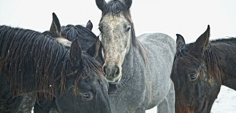 Podkarpacie. Stado koni spłoszone w Sylwestra. Dwa zwierzęta zginęły