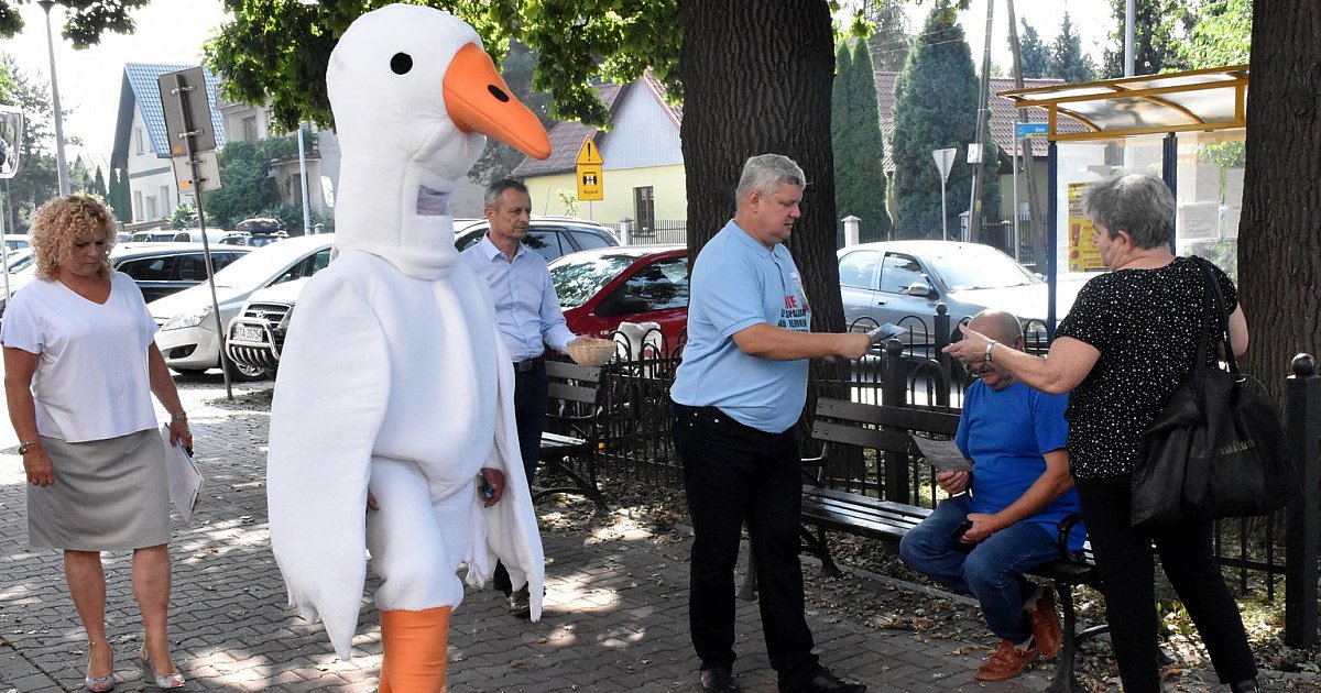 Maskotka gęsi Pipy zachęcała do udziału w referendum dotyczącym lokalizacji spalarni odpadów w Tarnobrzegu