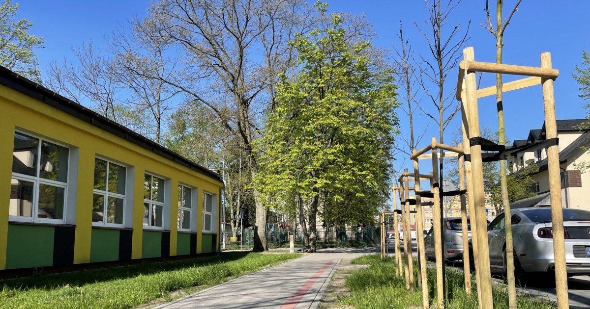 Nasadzenia drzew przy ul. Moniuszki i Kochanowskiego w Tarnobrzegu. Będą także na osiedlu Dzików