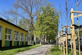 Nasadzenia drzew przy ul. Moniuszki i Kochanowskiego. Będą także na Dzikowie-210846