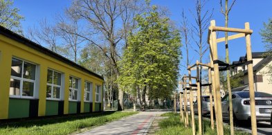 Nasadzenia drzew przy ul. Moniuszki i Kochanowskiego. Będą także na Dzikowie-210846