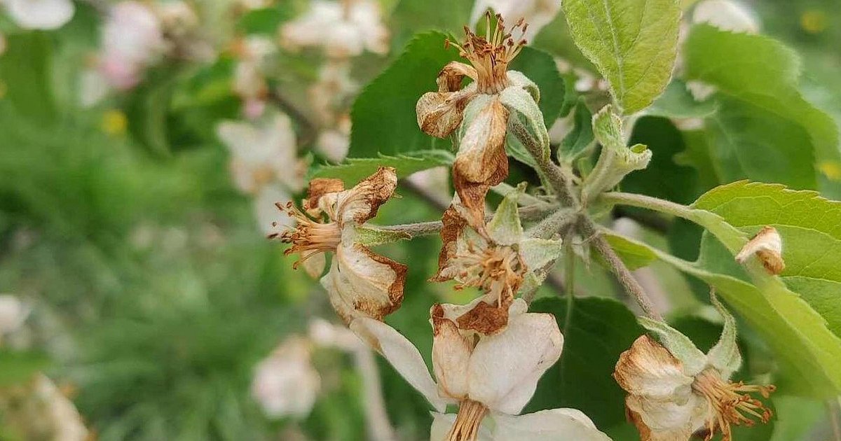 Samorządowcy w imieniu sadowników apelują o pomoc. W tę niedzielę plantatorzy mają się spotkać z ministrem rolnictwa
