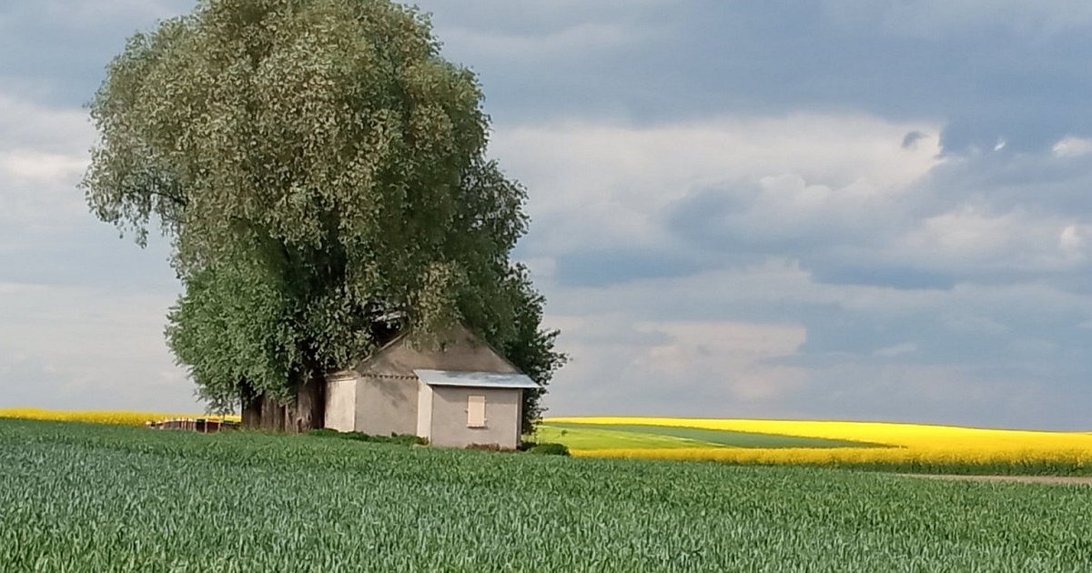 Co za widoki! Żółte łany rzepaku w powiatach sandomierskim, staszowskim i opatowskim [ZDJĘCIA]