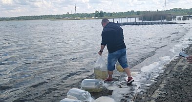 Kolejne zarybianie Jeziora Tarnobrzeskiego. Do akwenu trafił sandacz [FOTO]-211963