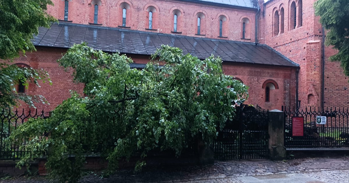 Według legendy miał ją posadzić św. Jacek. Runęła cenna sandomierska lipa będąca pomnikiem przyrody [ZDJĘCIA]