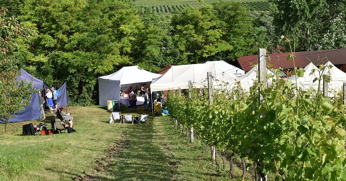 Piknik w Złotej pośród kwitnących winorośli i róż. Na  finał wystąpił Robert Kasprzycki [FOTO]