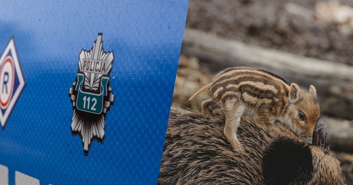 Tarnobrzeg. Kierowca zabrał do swojego samochodu warchlaka