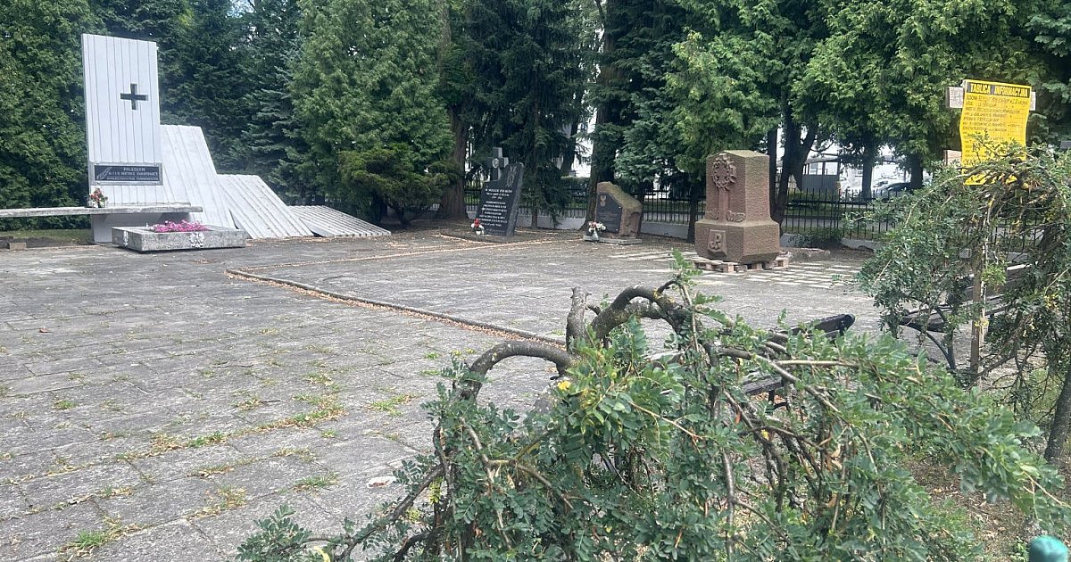 Trwają prace konserwatorskie na cmentarzu wojennym w Tarnobrzegu. Konieczna jest wycinka drzew