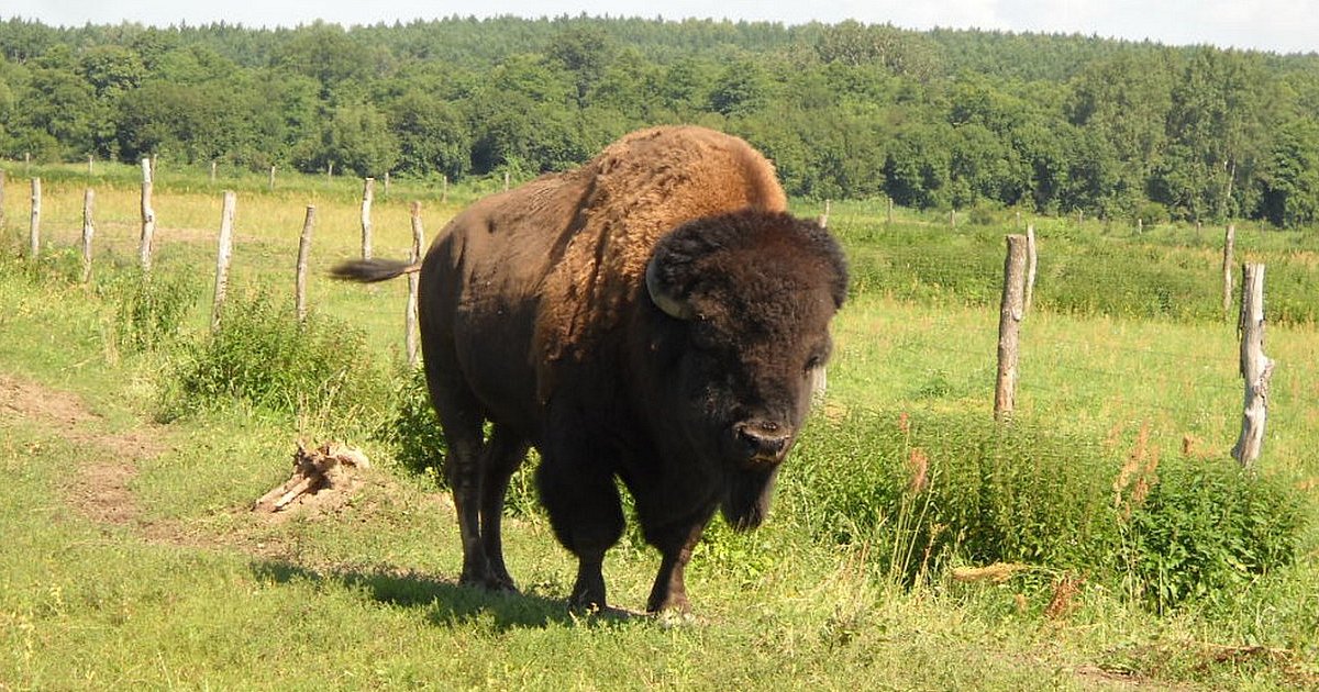 Koniec bizoniej epopei - bizon uciekinier złapany. Teraz dołączył do swojej rodziny w Kurozwękach niedaleko Staszowa