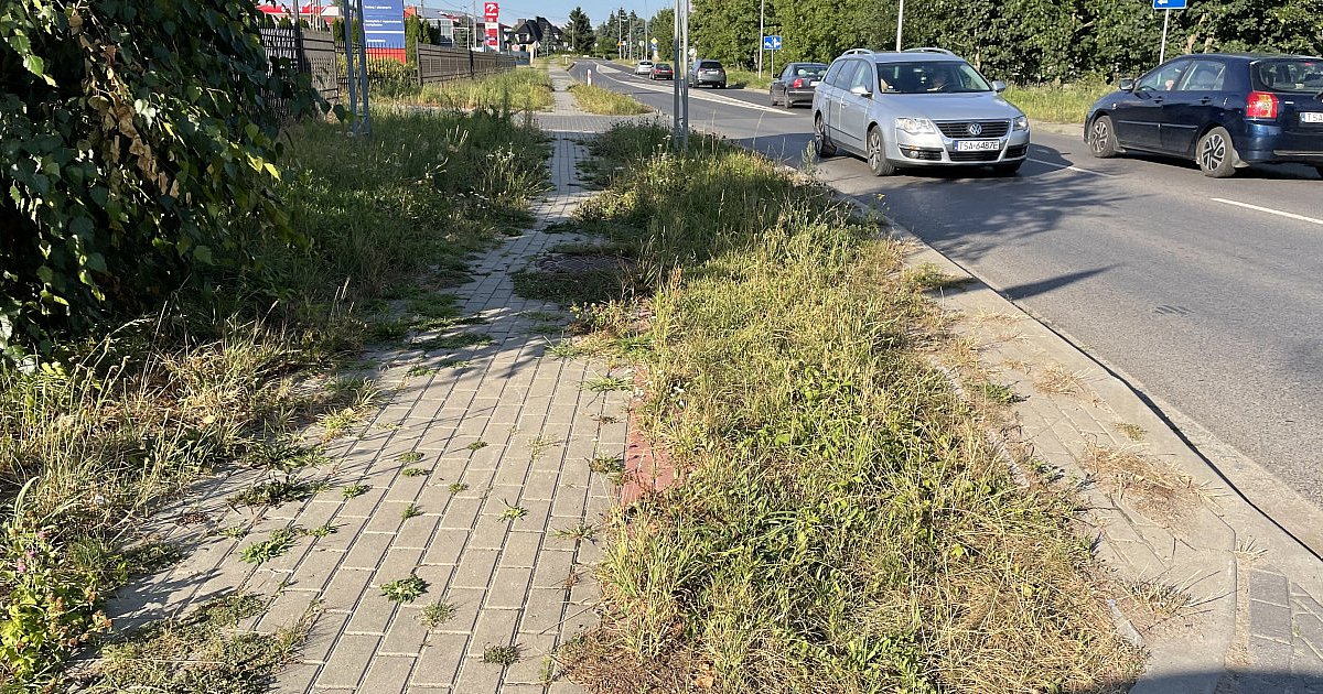 Chodnik przy ulicy wjazdowej do Sandomierza zarasta trawą i chwastami. - To wstyd - mówią mieszkańcy