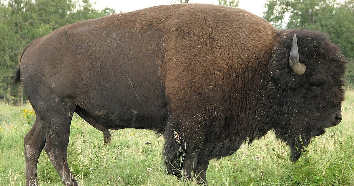 Konserwator przyrody w Kielcach kazał zastrzelić słynnego bizona. Myśliwi z tarnobrzeskiego okręgu PZŁ powiedzieli NIE