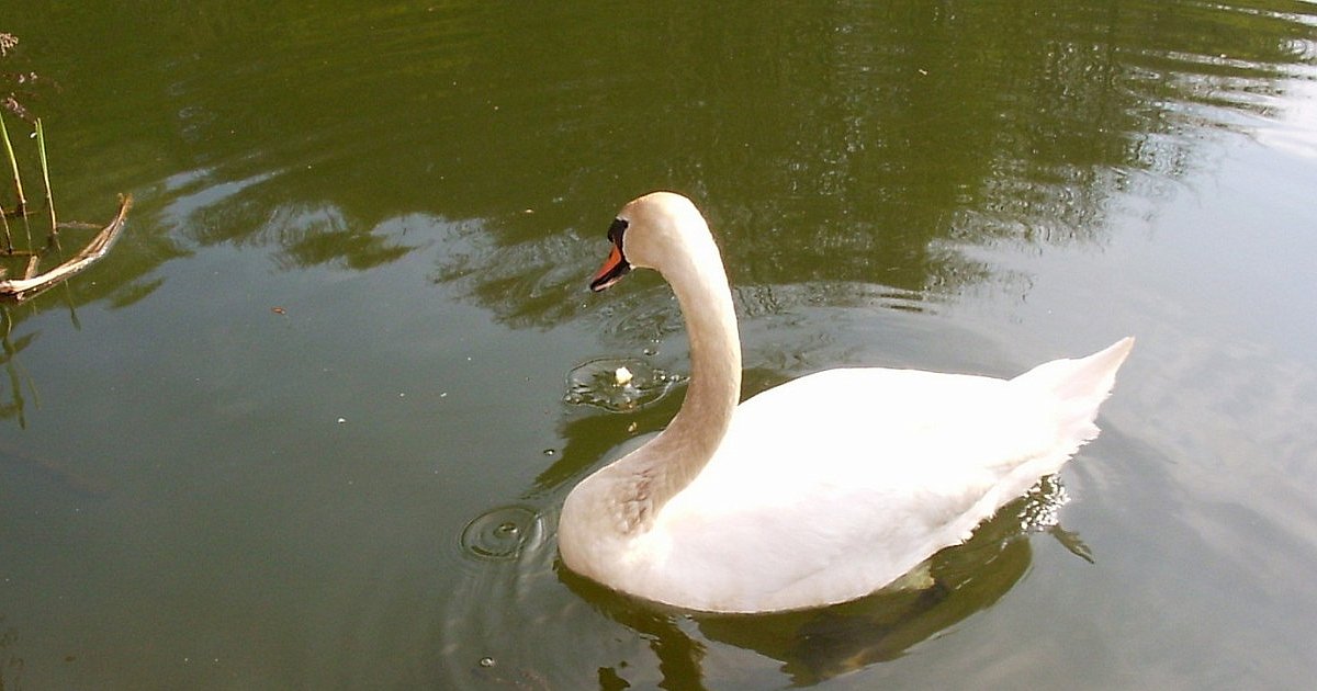Gm. Koprzywnica. Dwa zastepy straży ruszyły na pomoc łabędziowi