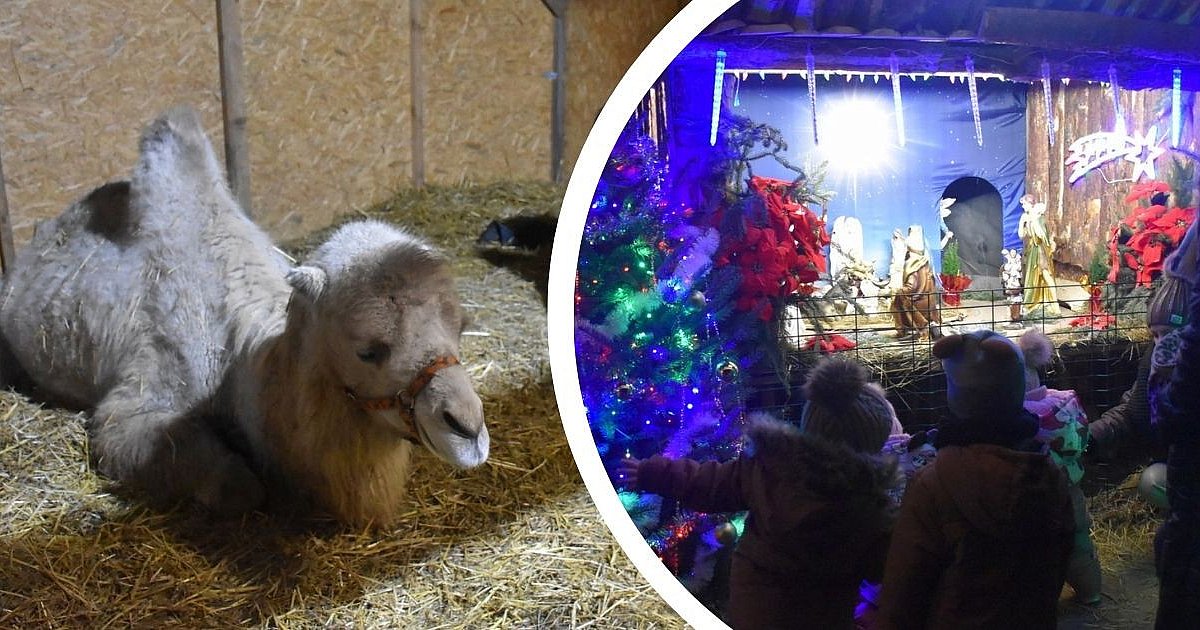 Żywa szopka w Woli Baranowskiej. Są alpaki, strusie i... wielbłądy [ZDJĘCIA]