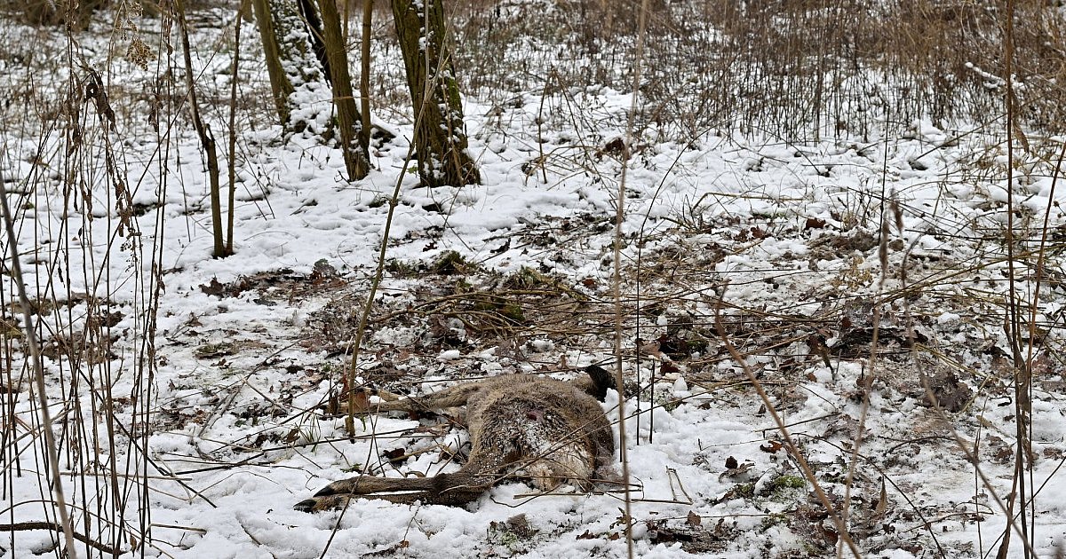 W tarnobrzeskim Zwierzyńcu znaleziono martwą sarnę. Zwierzę zostało zastrzelone. Sprawę bada policja