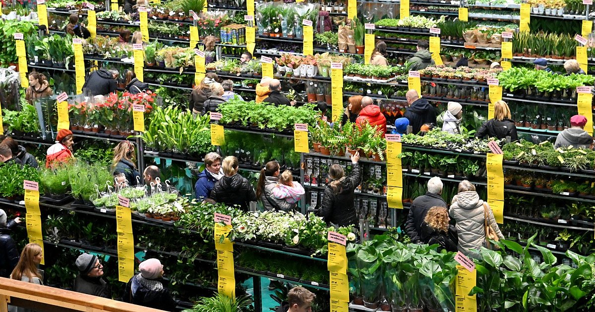 W Tarnobrzegu trwa Festiwal Roślin. Hala MOSiR zamieniła się w wielką kwiaciarnię [ZDJĘCIA]
