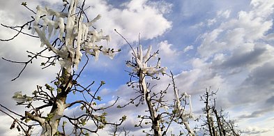 Z niepokojem patrzą na drzewa [Czytaj w gazecie]-221203