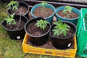 Policja odkryła plantację marihuany-222819