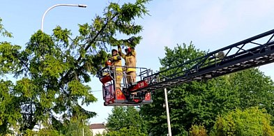 Burze postraszyły, ale oszczędziły Tarnobrzeg-222856