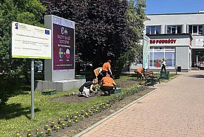 Tarnobrzeg rozkwita – ruszyła druga tura nasadzeń kwiatów-223124