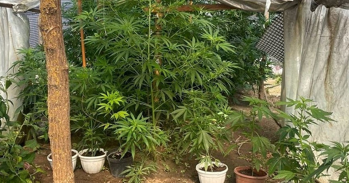 Sandomierska policja zlikwidowala plantację konopi. Zatrzymano dwóch braci [ZDJĘCIA]