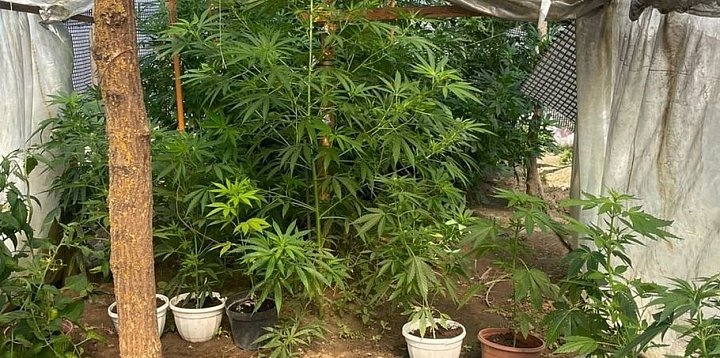 Sandomierska policja zlikwidowała plantację konopi FOT-223503