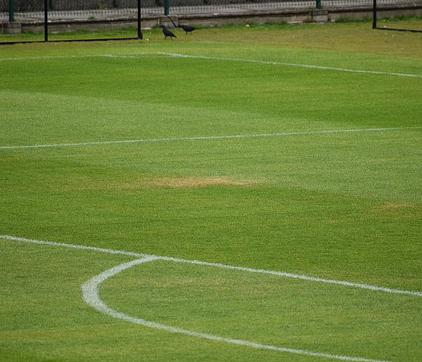 Żółte plamy na murawie na stadionie w Tarnobrzegu. Kibice alarmują, miasto reaguje-223932