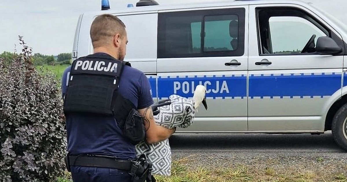 Policjanci ratowali ranną sarnę i bociana [ZDJĘCIA]