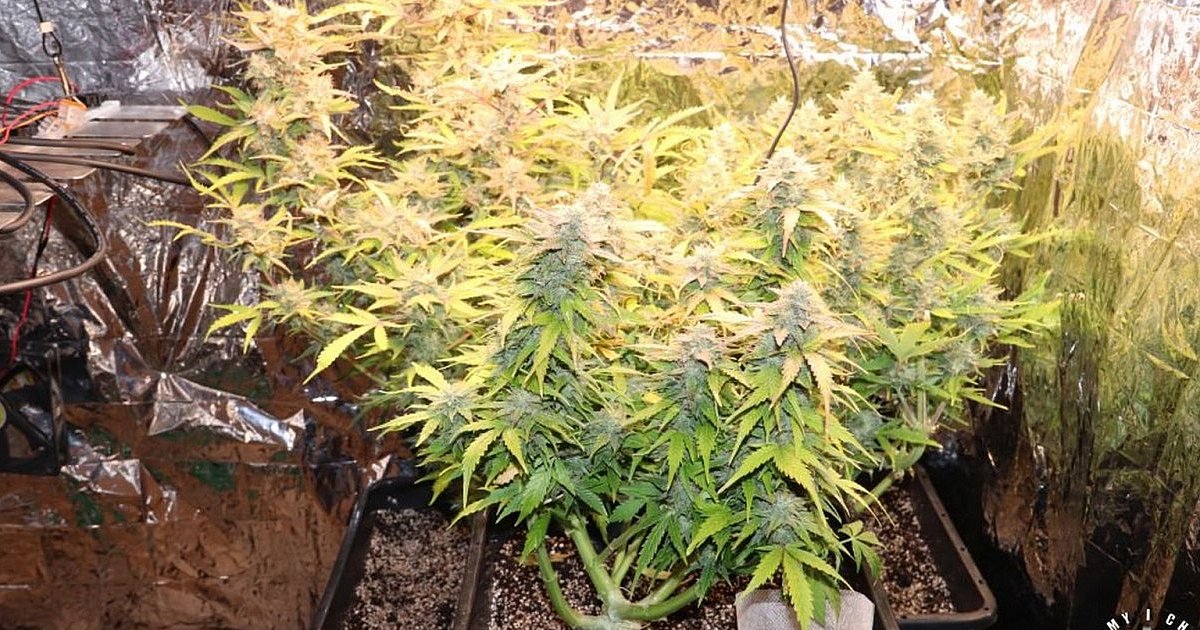 W gminie Obrazów zlikwidowano plantację konopi indyjskich [ZDJĘCIA]
