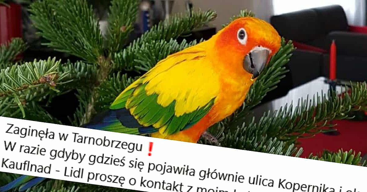 W Tarnobrzegu zaginęła rzadka papuga z gatunku zagrożonego wyginięciem. Ma na imię Eko [ZDJĘCIA]