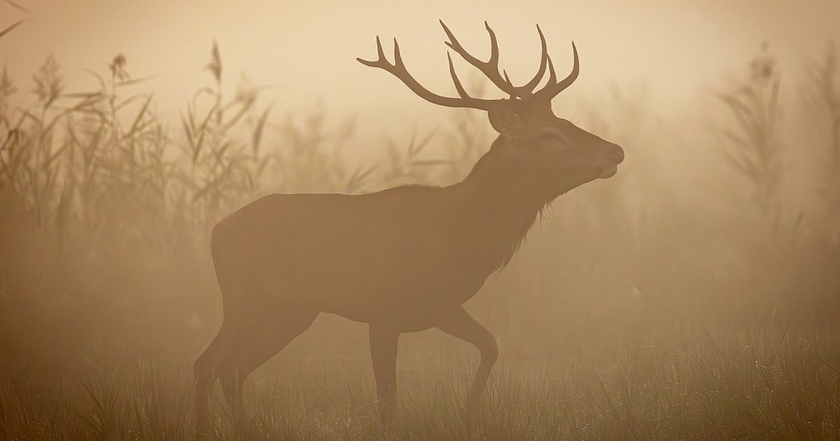 Centrum Natura 2000 w Tarnobrzegu organizuje wyjazd na rykowisko jeleni