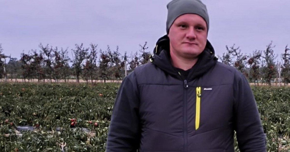Rolnik z gm. Dwikozy rozdaje za darmo paprykę. Nie opłaca się jej zbierać