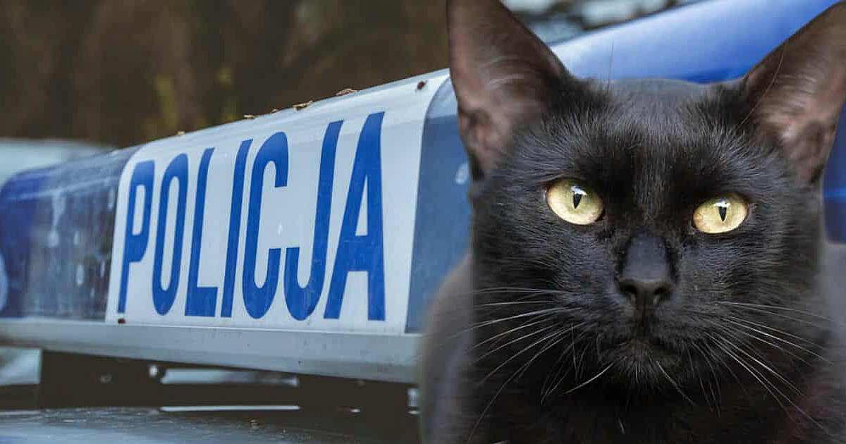 Bił policjantów... kotem. Odpowie za znęcanie się nad zwierzętami i rodziną oraz naruszenie nietykalności cielesnej funkcjonariuszy