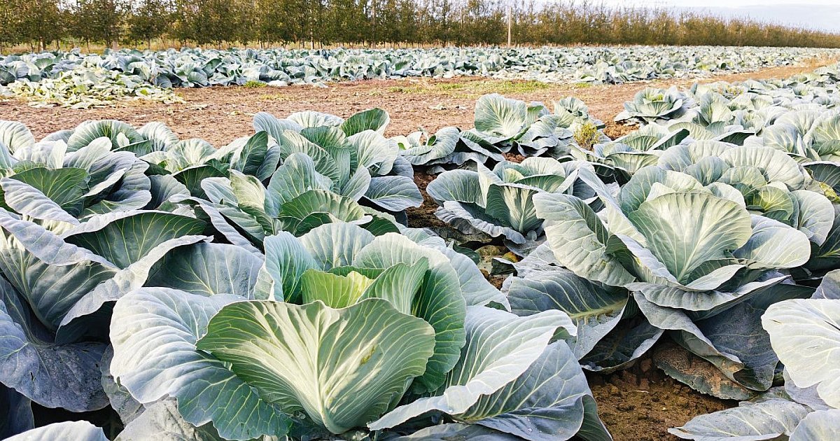 Samozbiory zrobiły "karierę". Zaczęło się od rolnika spod Sandomierza