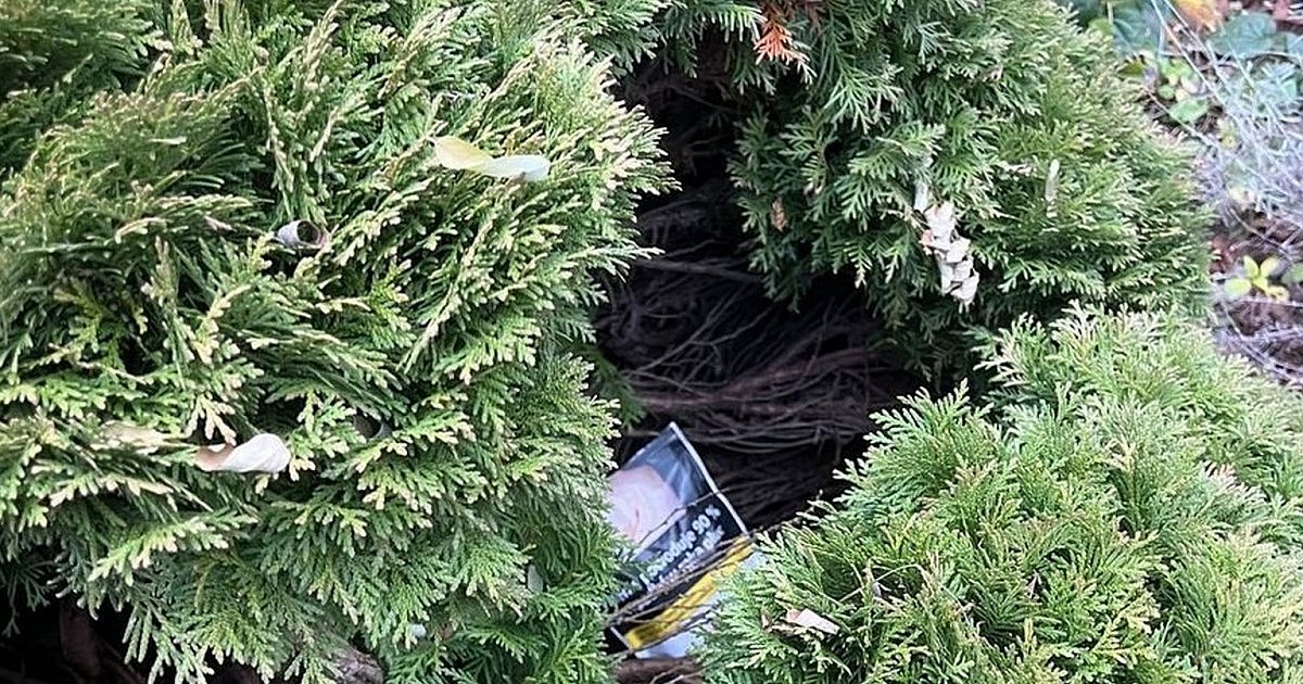 Znaleźli skrytkę na narkotyki w krzewie tui [ZDJĘCIA]