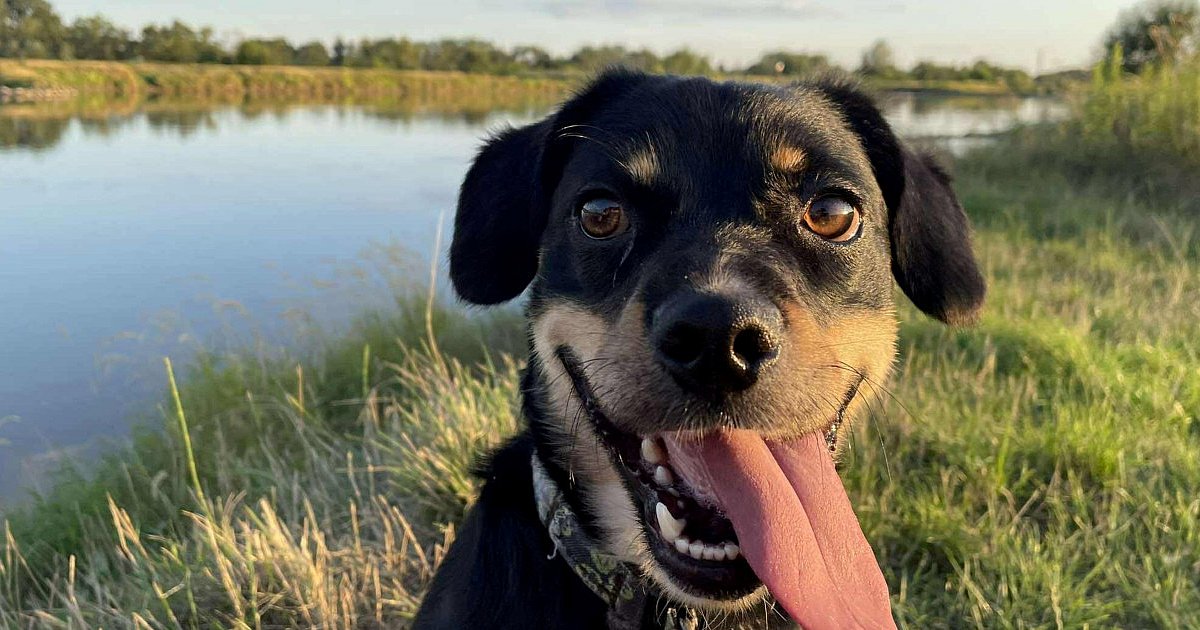 Przytulisko na Wiśniowej w Sandomierzu będzie miało nowy wybieg dla psów, a miasto ... własną powieść kryminalną