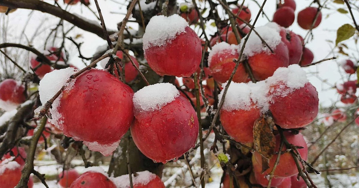 Zima w podsandomierskich sadach. Zobaczcie niesamowite zdjęcia [FOTO]