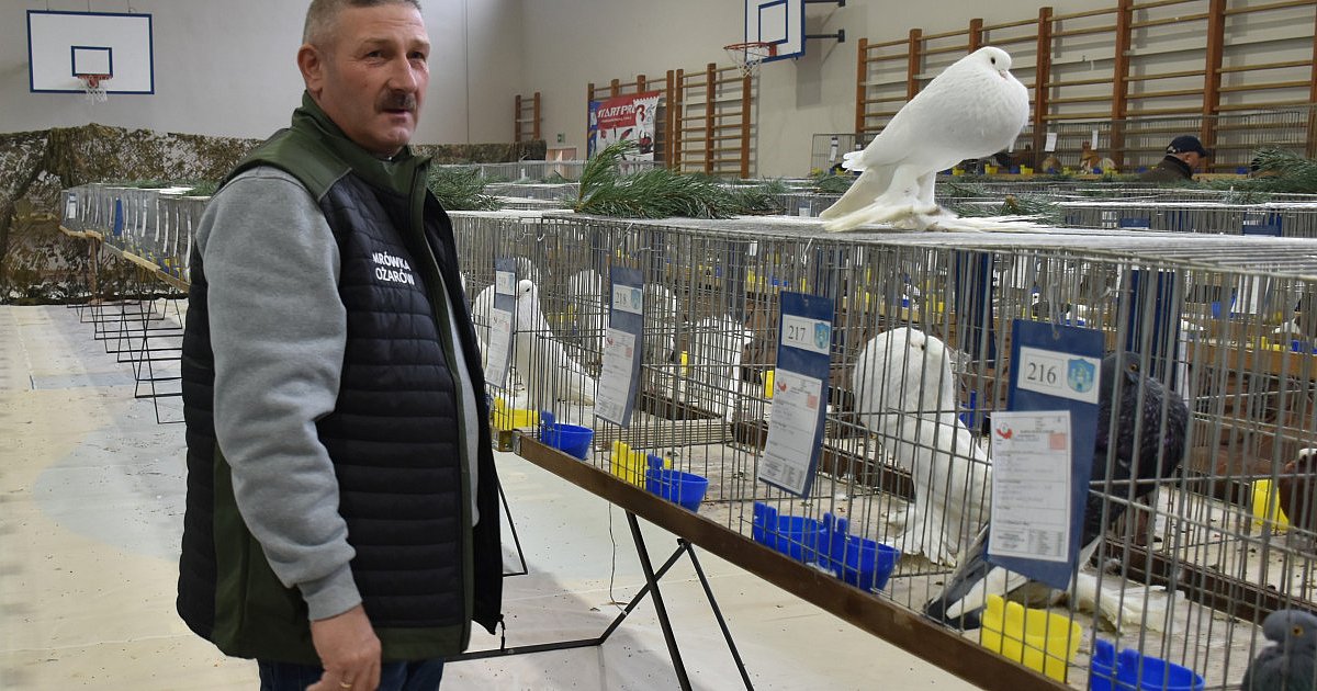 Gołębie, kury, gęsi, papugi i króliki. Ponad pół tysiąca okazów do podziwiania na wystawie w Sandomierzu [ZDJĘCIA]